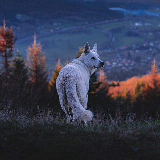 dog in mountains