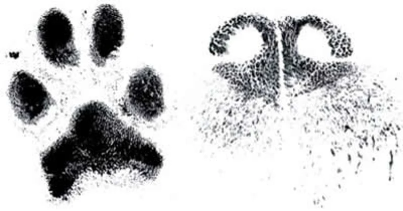 dog ink nose and paw print